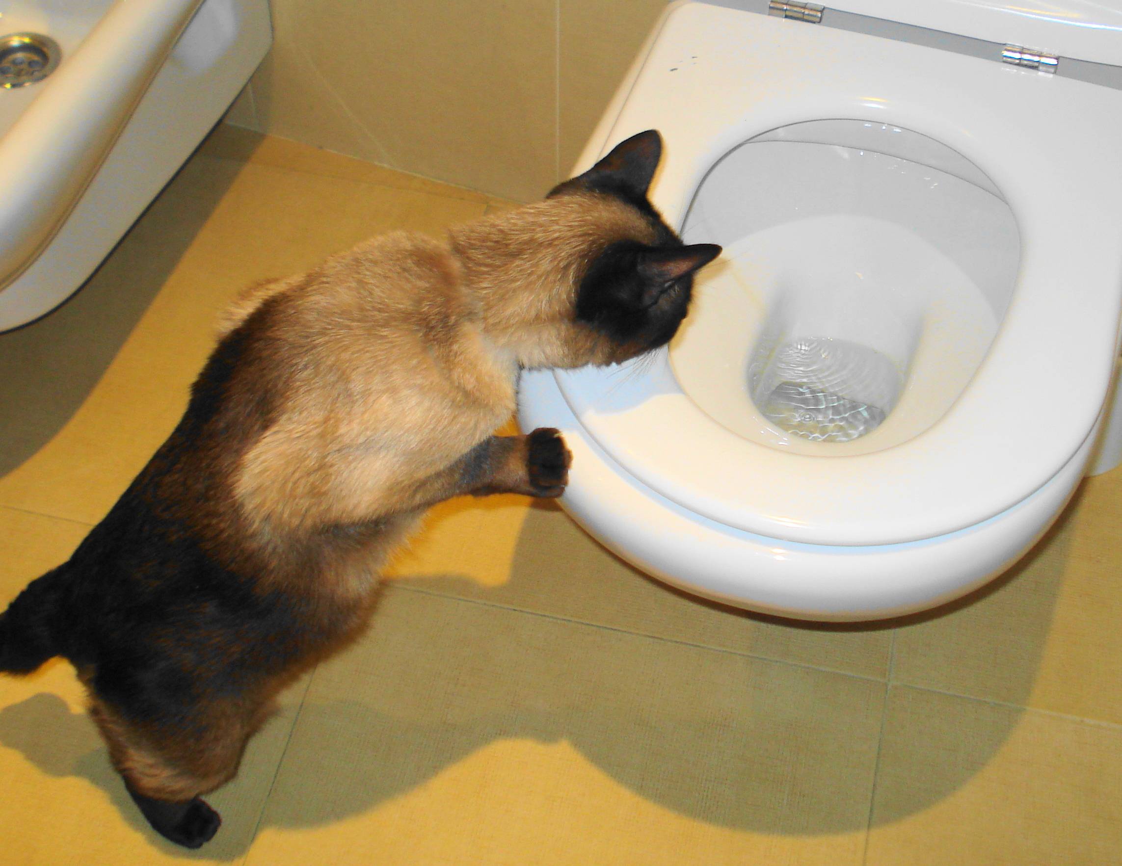 Кот не ходит в туалет по маленькому: причины, что делать