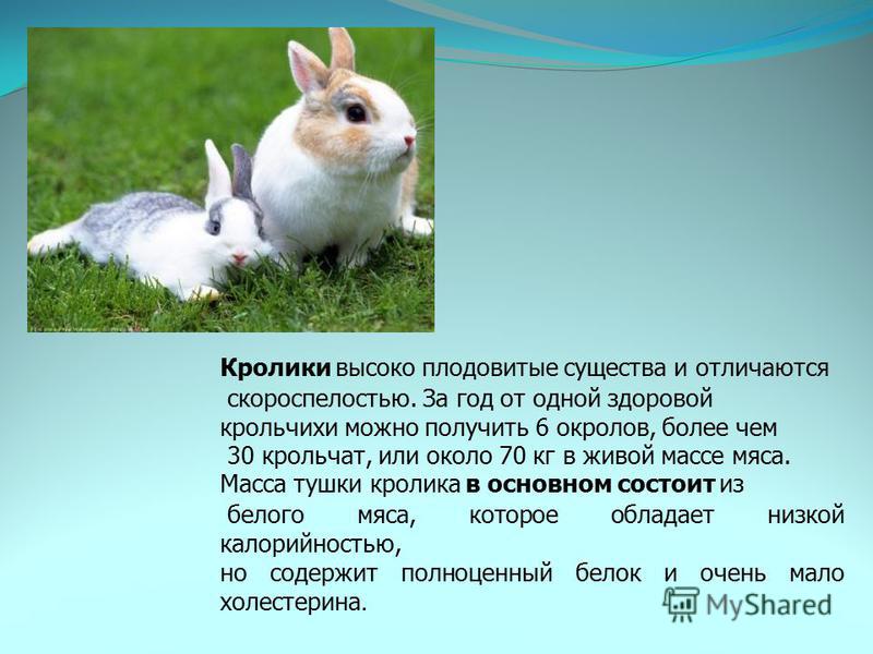 Кролики — интересные факты