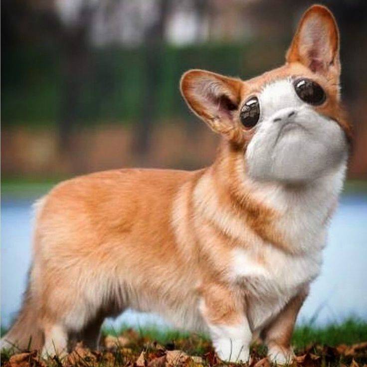 Как выглядит собака с длинными ушами? краткое описание пород