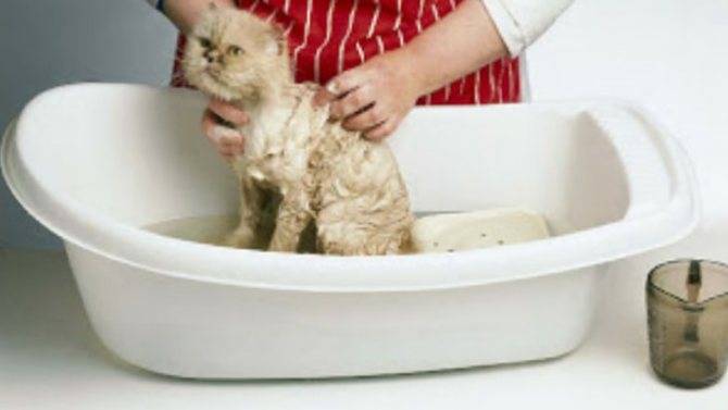 Можно и нужно ли мыть кошек? в домашних условиях, кормящих, после родов и в прочих ситуациях?