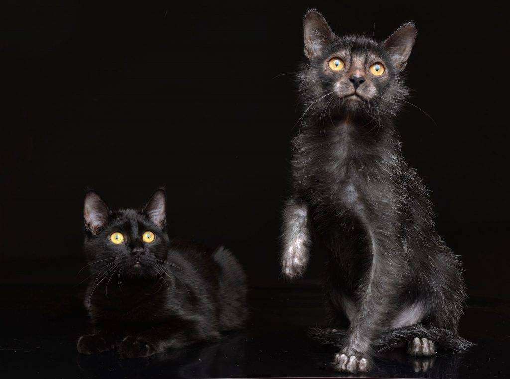 Оцикет (кошки и коты): описание породы, характер, отзывы, фото