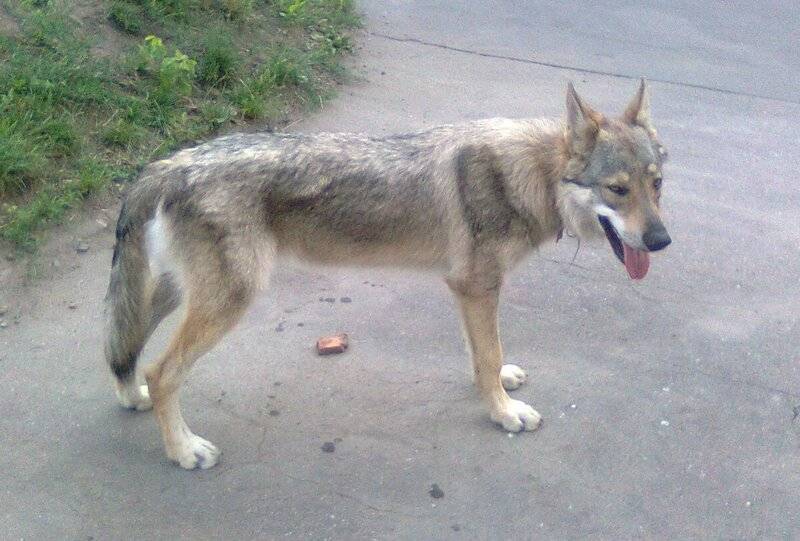 Волчья собака сарлоса (сарлос, сарлосская волчья собака) / saarlooswolfhond (saarloos wolfdog)