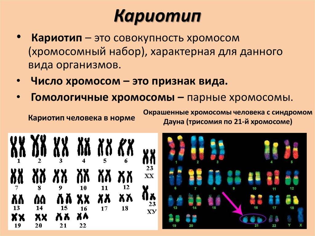 На рисунке приведены фотографии нескольких хромосом разных млекопитающих специальная окраска