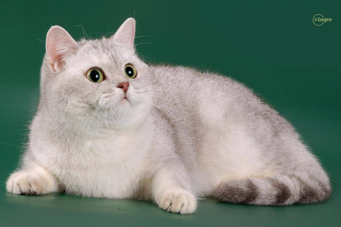 Описание породы кошек британская шиншилла