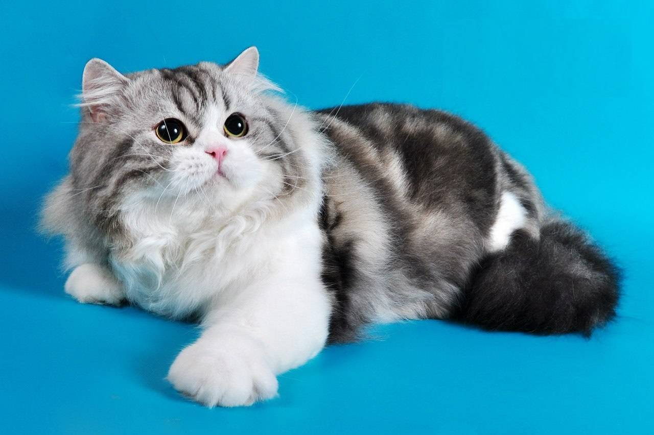 Cкоттиш-страйт (шотландская прямоухая кошка) - описание породы, характер, фото, цена, плюсы и минусы