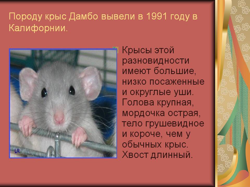 Виды и породы декоративных крыс, фото и описание пород крыс