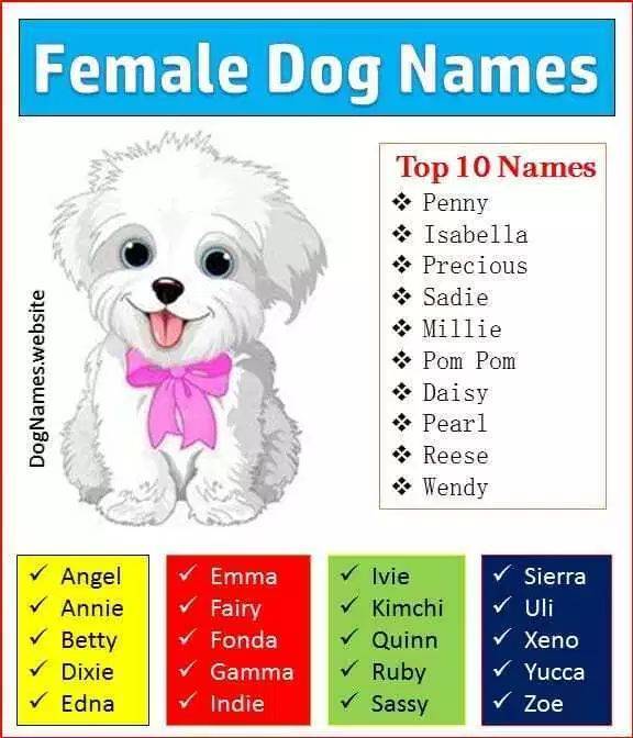 Красивые имена для собак-мальчиков: самые легкие и интересные клички для редких пород (хаски, немецких овчарок, йорков, чихуахуа и других)