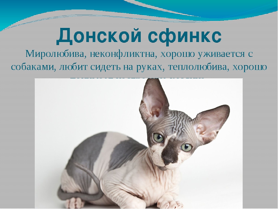 Особенности кожи кошек породы сфинкс