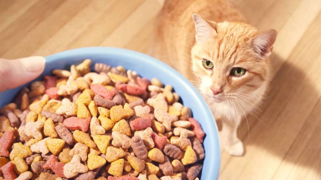 Кошка перестала есть сухой корм: причины, первая помощь