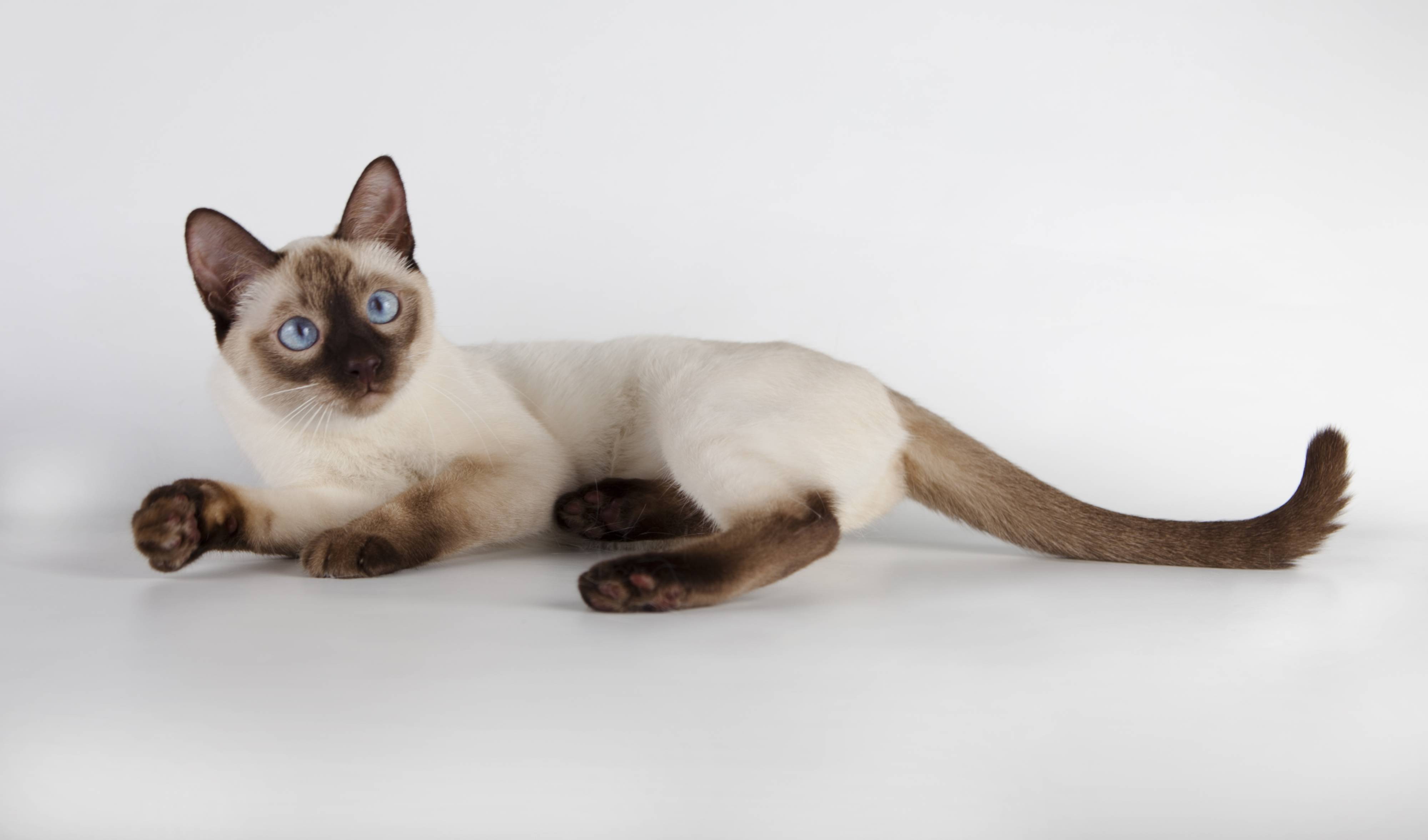 Тайская кошка — окрасы