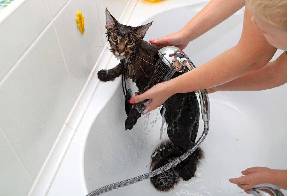 Как помыть кота в домашних условиях - если он боится воды, можно ли обычным шампунем, что делать, если он агрессивный и царапается