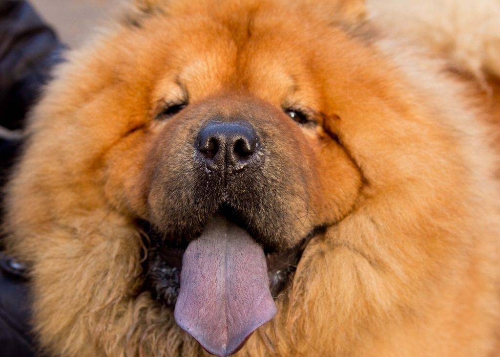 Некроз языка у собаки: причины, симптомы, лечение и профилактика