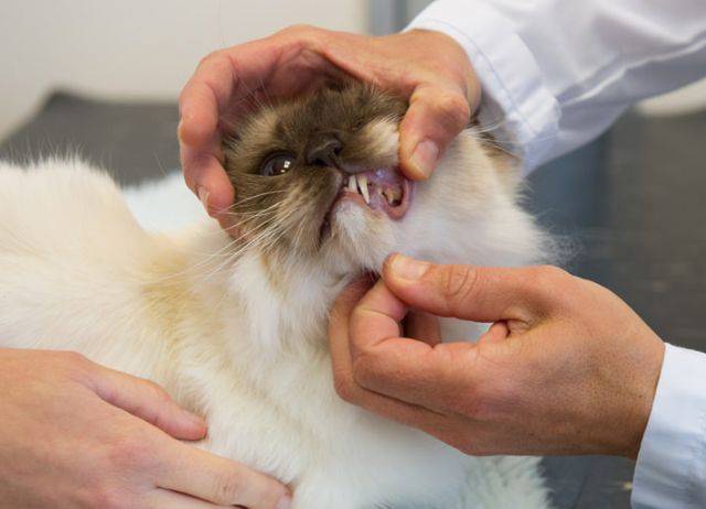 Запах изо рта у кошки: причины и как его устранить