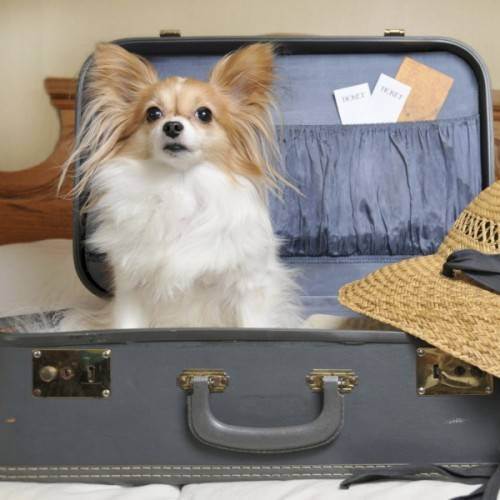 Можно ли и как выехать за границу с домашним животным?