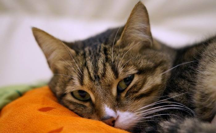Глисты у кошек: симптоматика и лечение