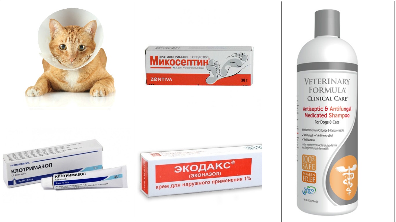 Микроспория у кошек: 115 фото болезни и современные методы лечения
