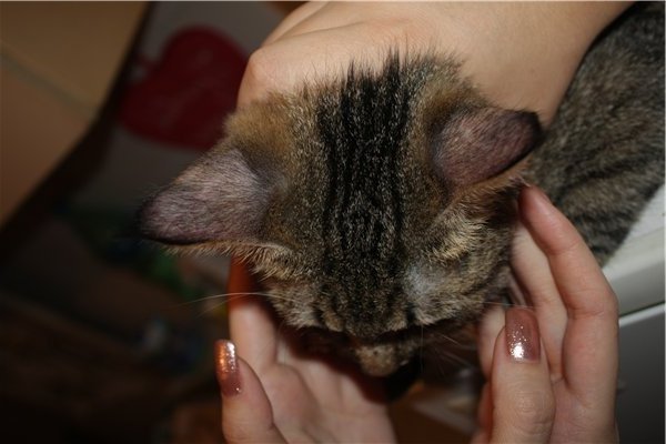 Черный налет у кошки в ушах: в чем причина и как бороться?