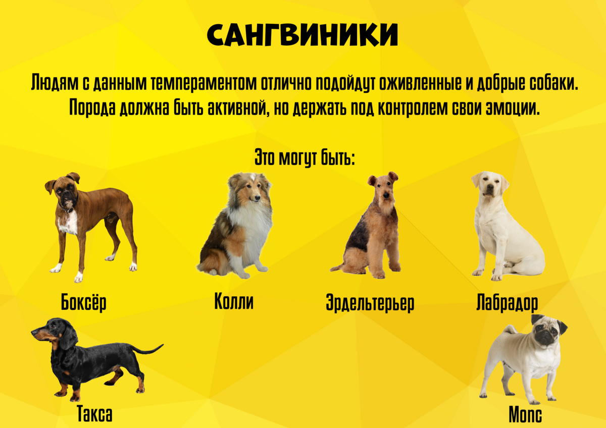 Какая собака подойдет для квартиры? топ-10 лучших пород