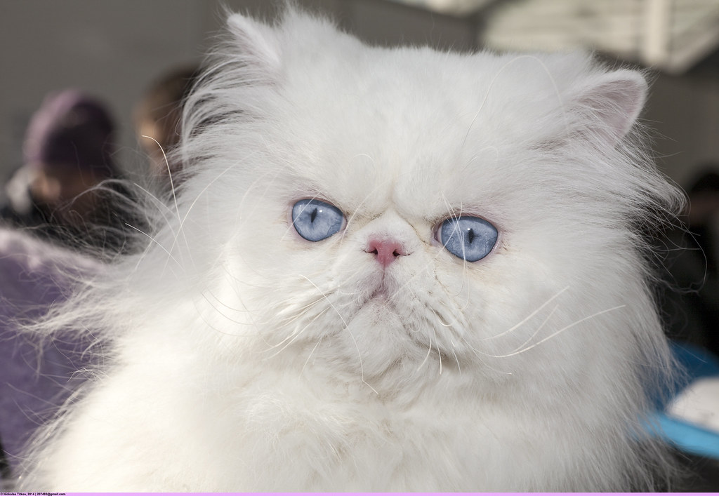 Белые кошки с голубыми глазами: порода, названия и описание
