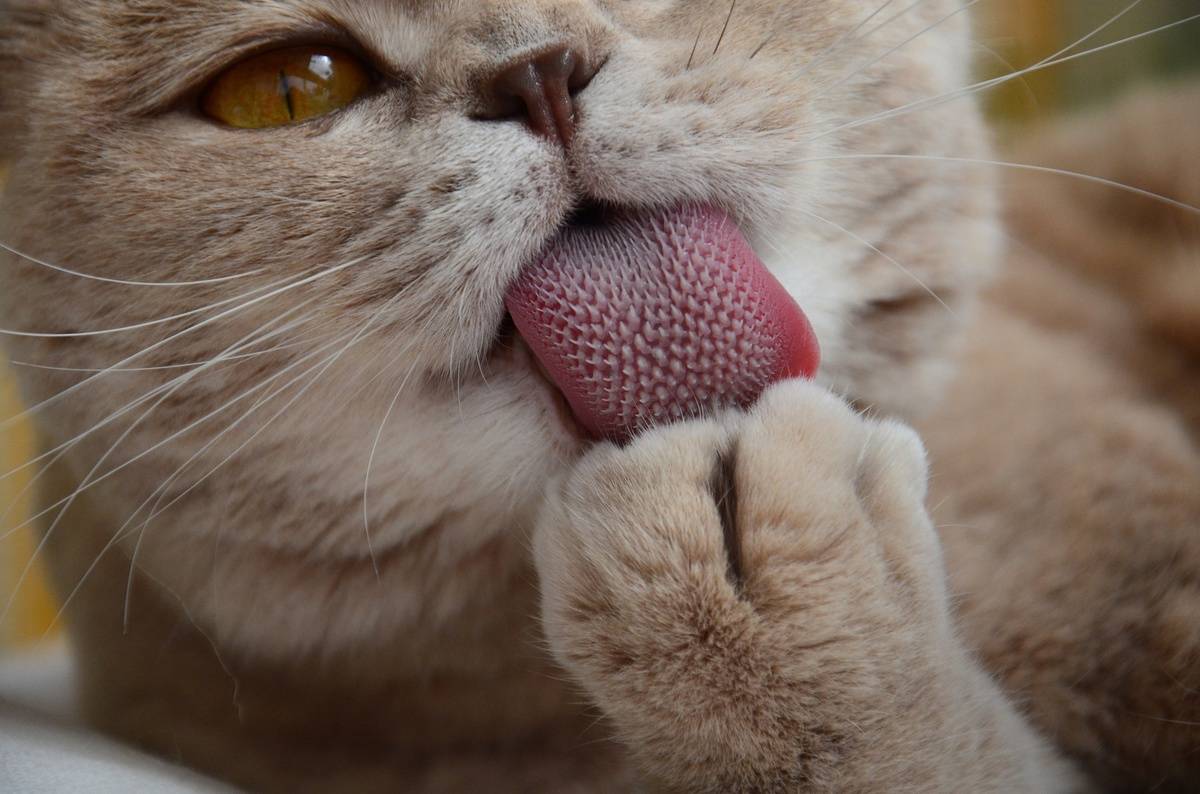 Кот показывает язык: почему кошки высовывают кончик язычка и не убирают его?