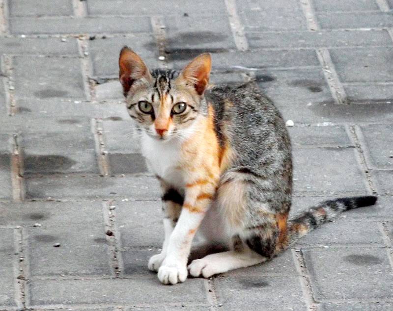 Беспородная кошка: особенности самой большой группы мурлыкающих животных