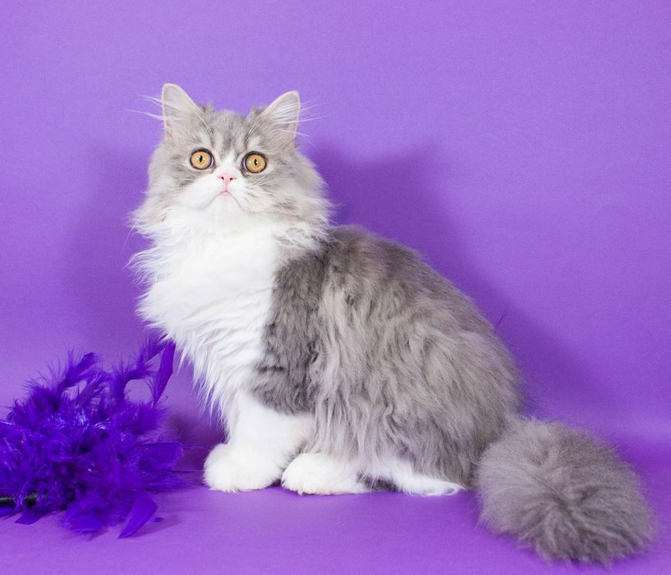 Британская длинношерстная кошка - 95 фото основных стандартов окраса и характеристика породы