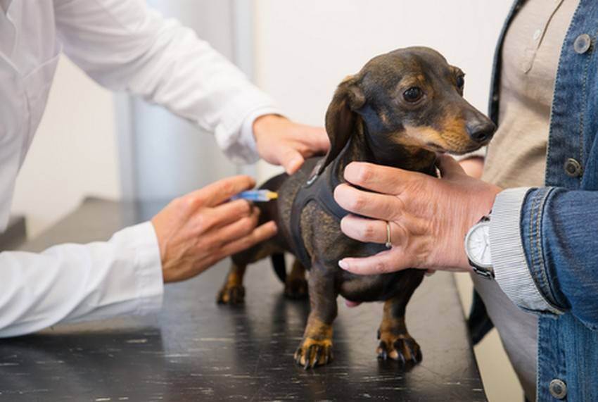 Прививка (вакцина) от бешенства собаке помогает или нет