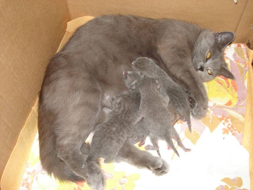 Признаки беременной кошки и уход за животным
