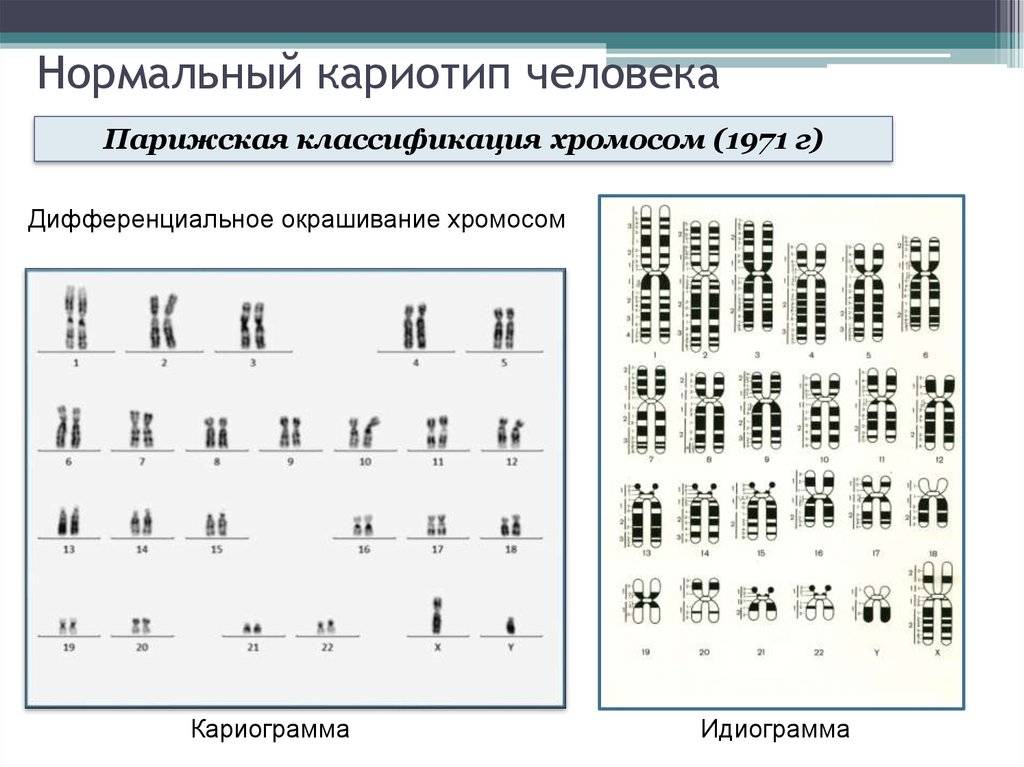 Сколько у кошки хромосом, генетические особенности животного и возможные отклонения