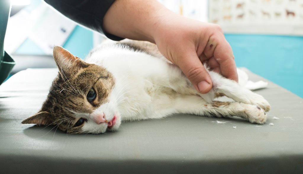 Туберкулез у собак и кошек: причины, симптомы, диагностика и лечение