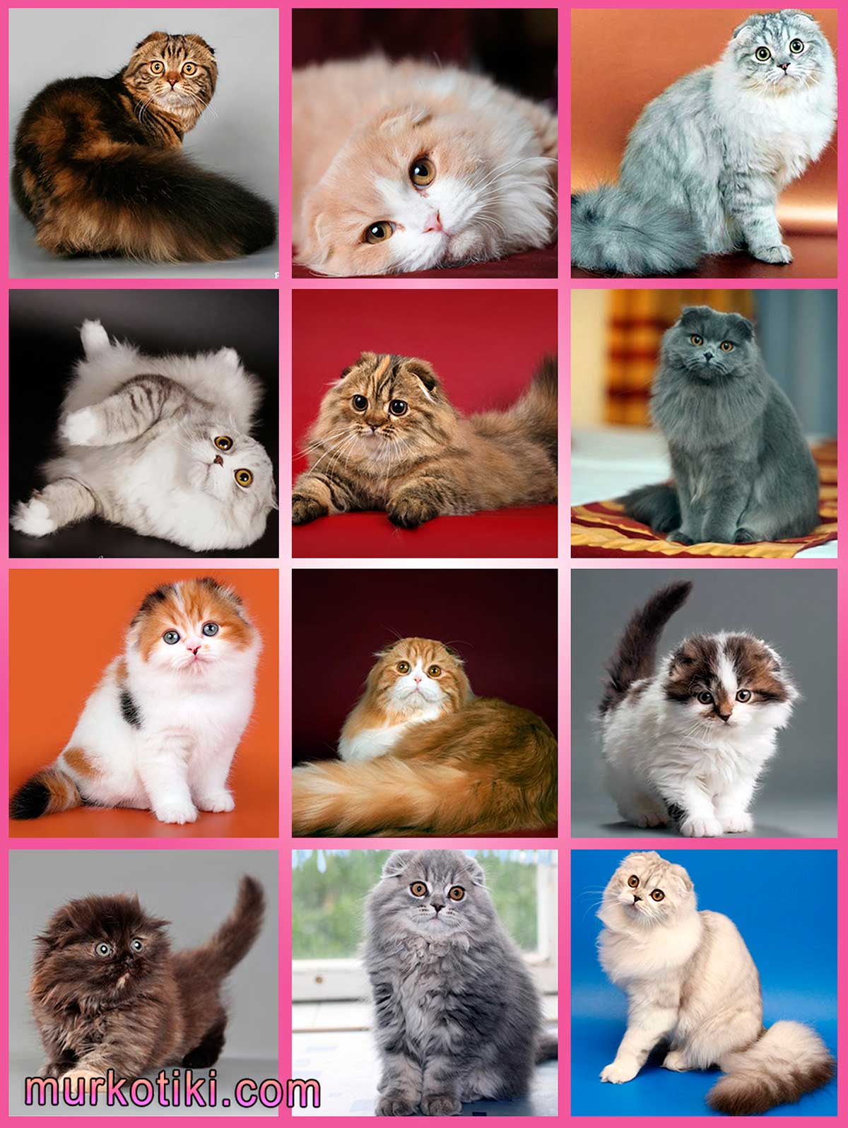 Какие бывают окрасы кошек