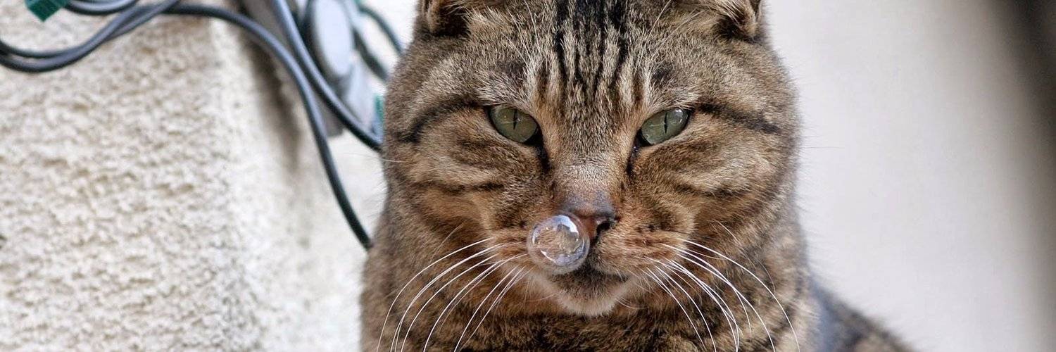 Кот чихает и сопли: что делать в домашних условиях