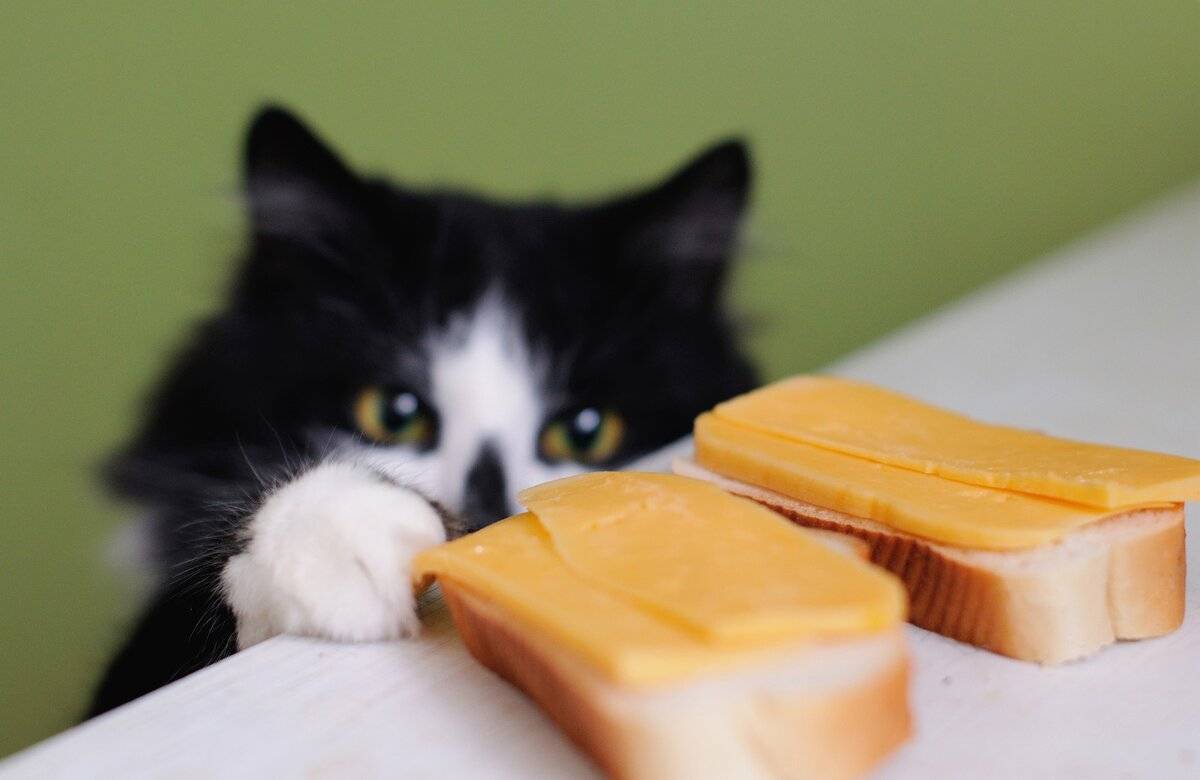 Сыр полезен для котят! как часто можно добавлять в прикорм котёнку сыр: какие виды сыра и в каких количествах допустимы - автор екатерина данилова - журнал женское мнение