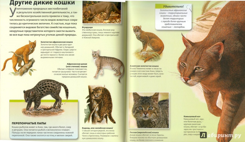 Семейство кошачьи, представители, классификация кошачьих, признаки кошек, строение, инстинкты, органы чувств кошачьих