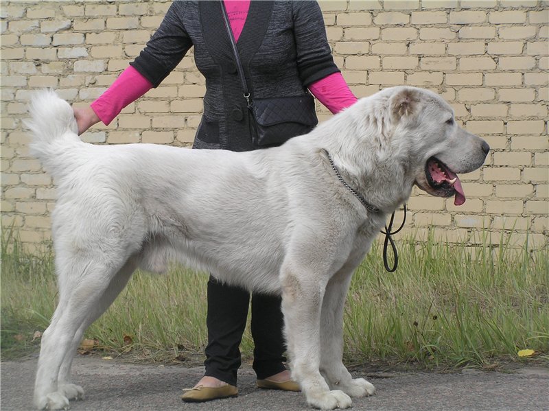 ᐉ содержание волкодава: описание породы, уход, фото собак - zoovet24.ru
