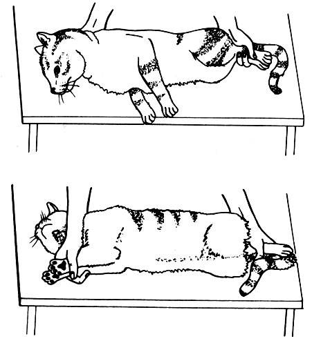 Как кастрируют кота схема