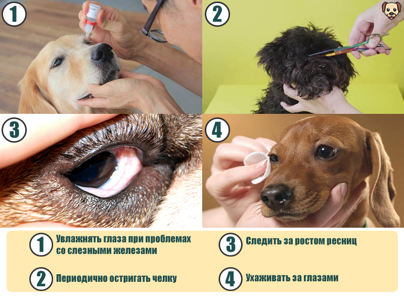 Слезятся глаза у собаки: причины, лечение, что делать если опух глаз, чешется - zoosecrets