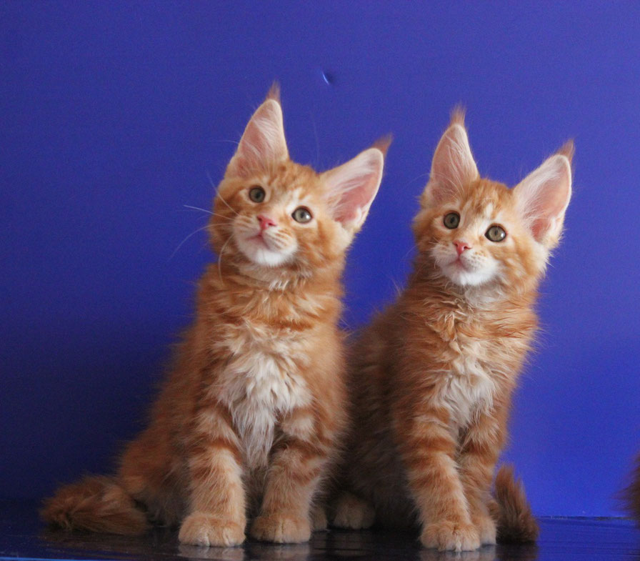 История выведения кошек с кисточками на ушах, основные признаки породы