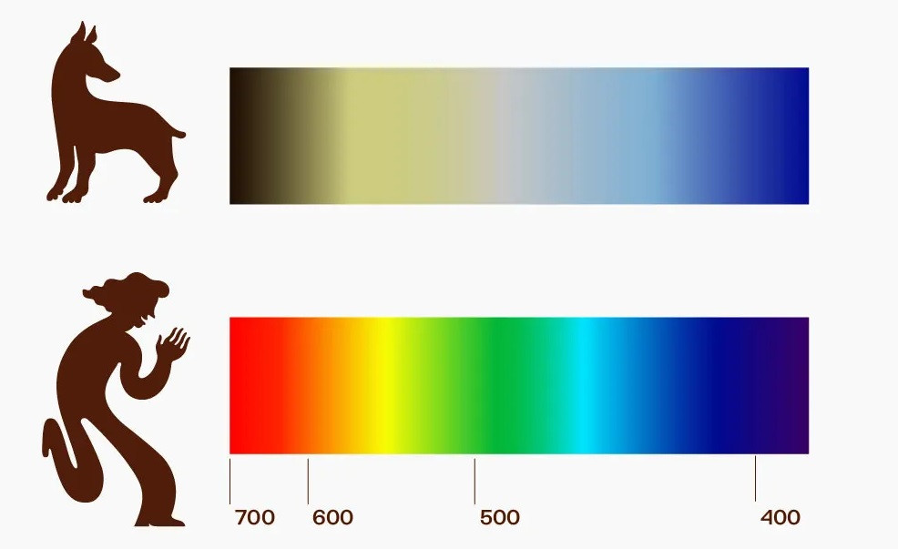 Как видят собаки: цветовое зрение собак