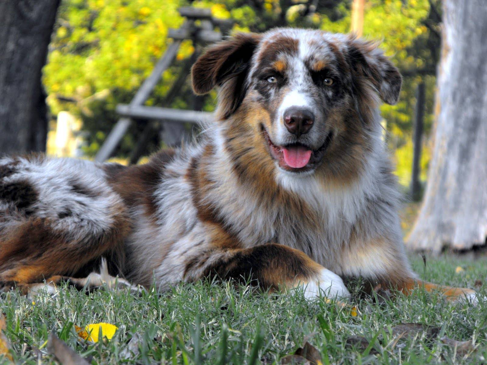 Австралийская овчарка - описание и характер собаки, окрас и тип шерсти, дрессировка, уход и рацион питания