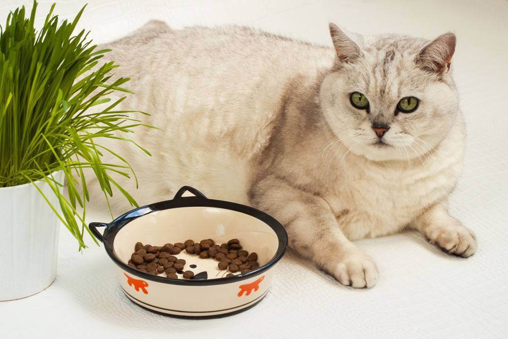 Сухой и влажный корм для кошек: из чего делают кошачий корм и вреден ли он?