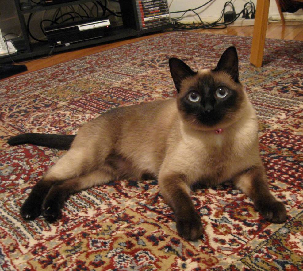Сиамская кошка: описание породы, характер, сколько живут