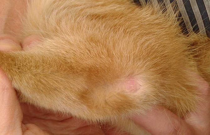 Лечение экземы у кошек: выясняем причины болезни, разновидности, симптомы