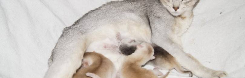 У беременной кошки кровяные выделения перед родами: что делать, как помочь животному