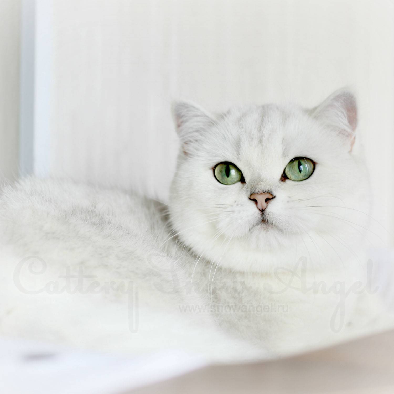 Кошка британская шиншилла: фото, описание породы и особенности характера