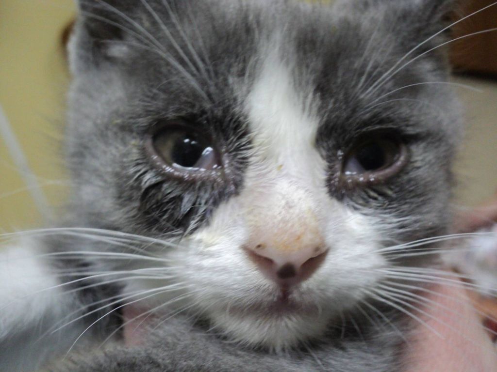 Кошачьи слёзы: причины слезотечения у кошек