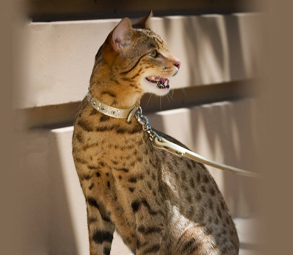 Ашера: описание породы кошек, фото, стандарты, размеры, характер и поведение, уход и питание