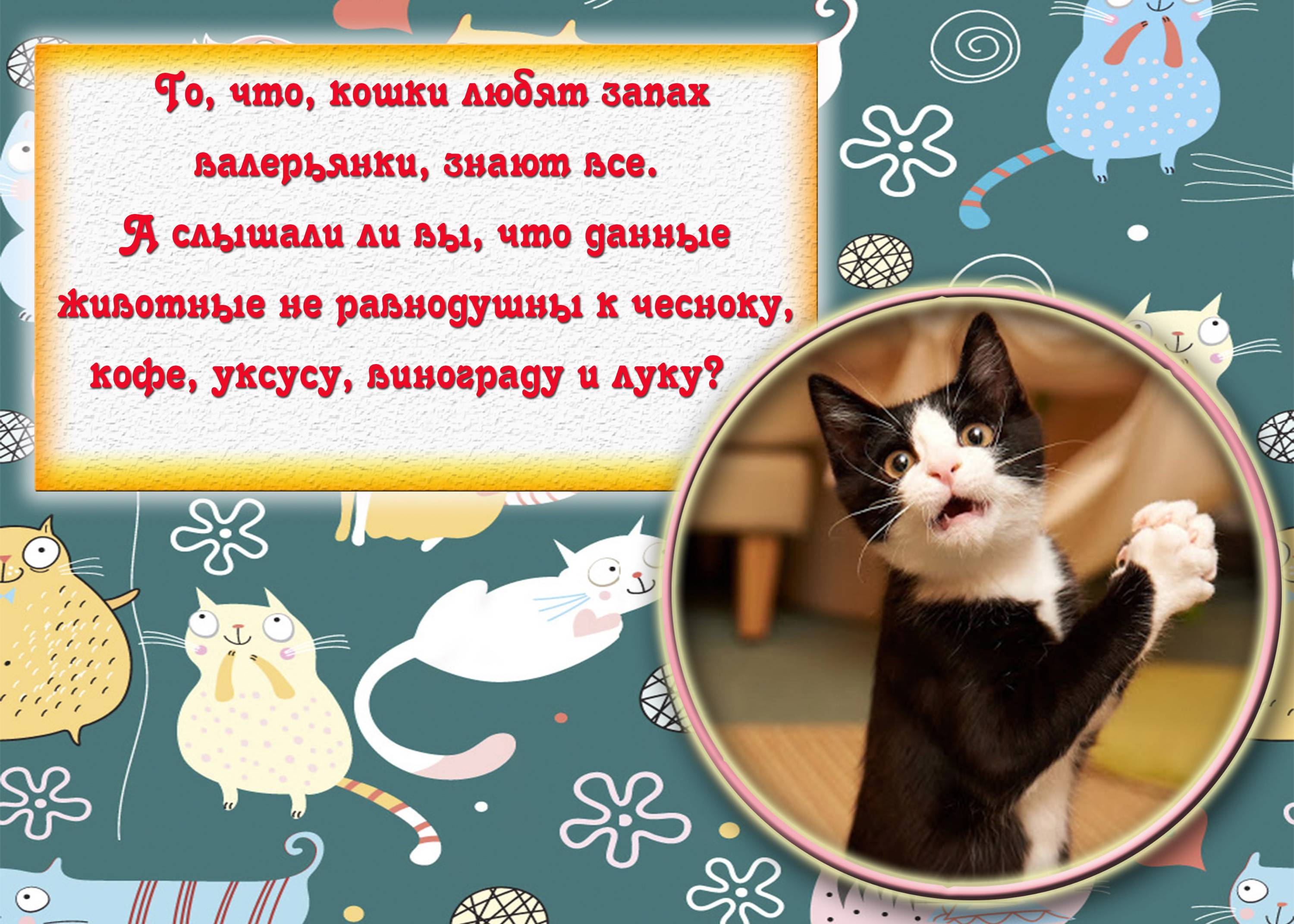 Интересное о кошках. Интересные факты о кошках. Интересные факты о Мошках. Интересные факты о котах и кошках. Интересные факты о котах для детей.