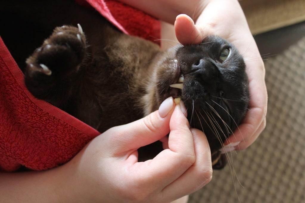 Как давать кошке таблетки, капсулы и жидкие препараты: пошаговая инструкция для быстрого лечения!
