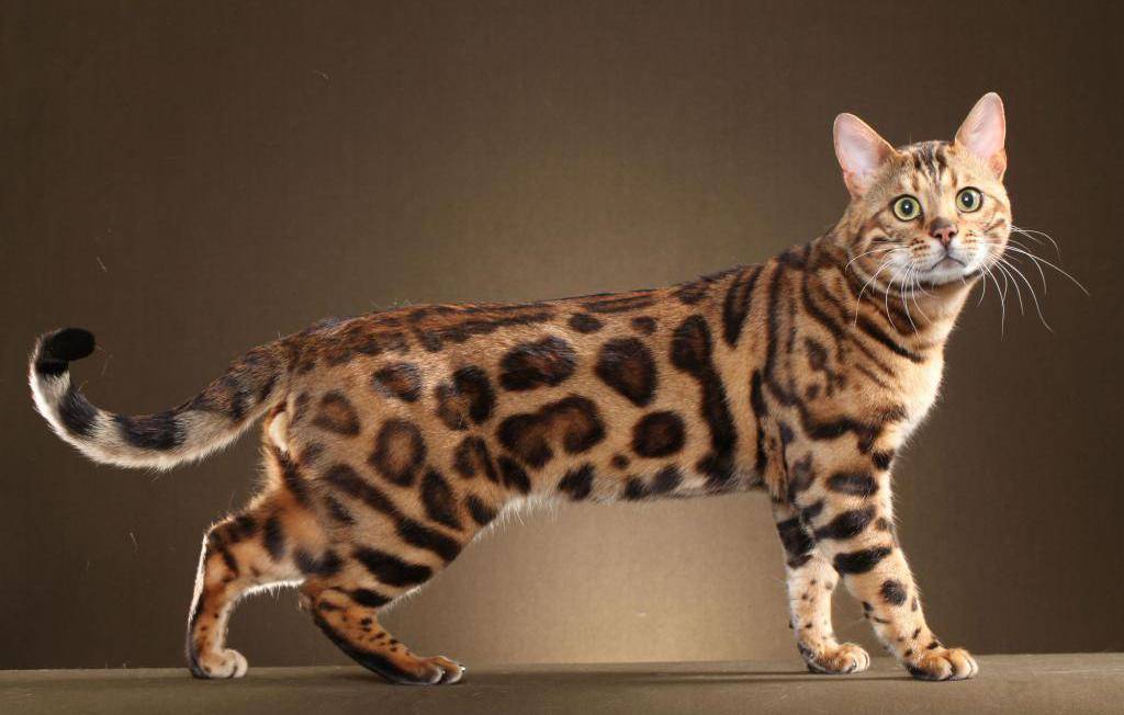 Азиатская табби кошка родом из великобритании: фото, характер, отзывы, описание породы, содержание и уход